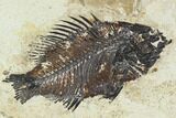 Bargain Fossil Fish (Cockerellites) - Green River Formation #129629-1
